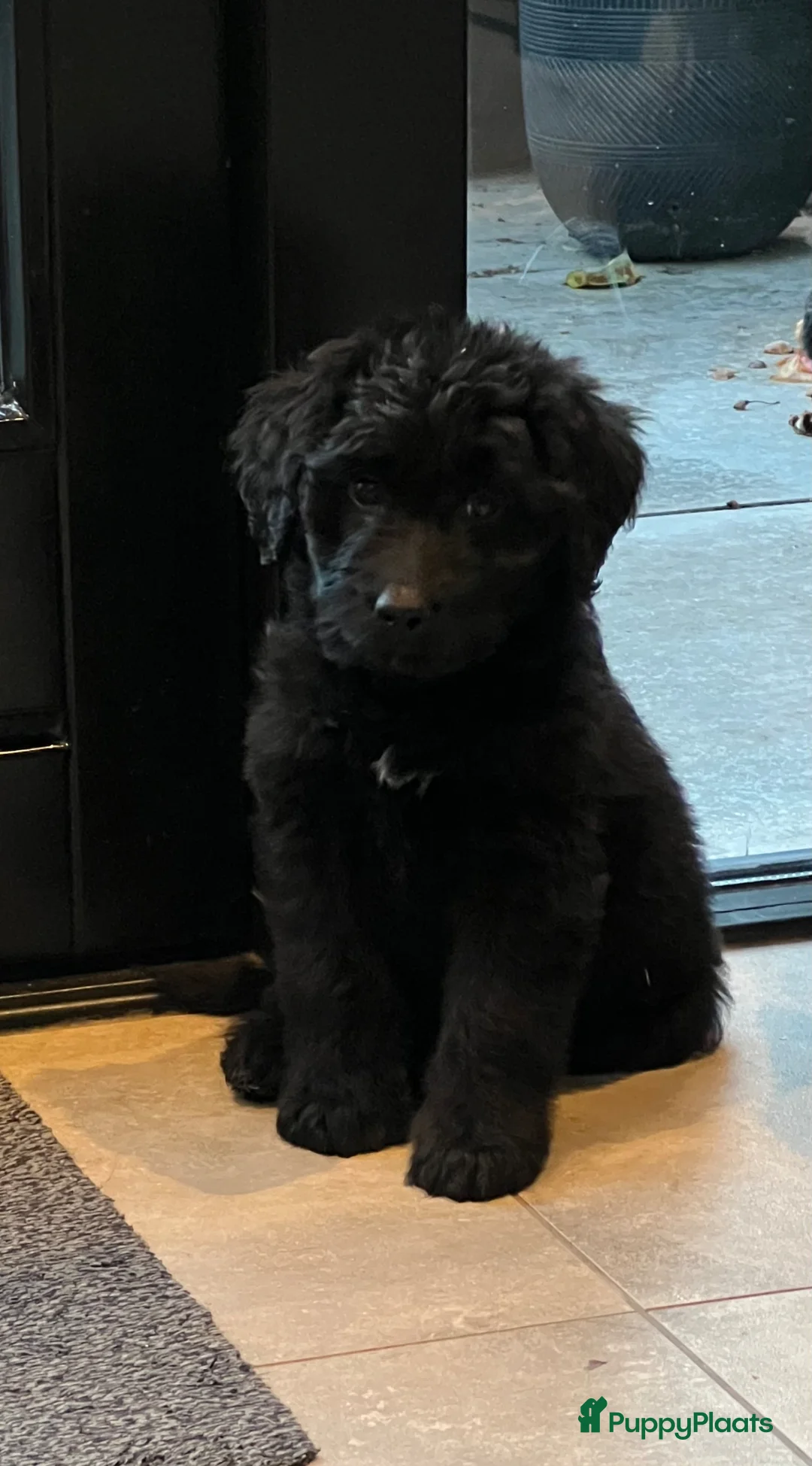 Bernedoodle honden te koop: Bernedoodle pups - Advertentie 2