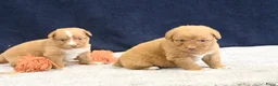 Nova Scotia Duck Tolling Retriever honden te koop: Nova Scotia Duck Tolling Retriever pups - Advertentie 15