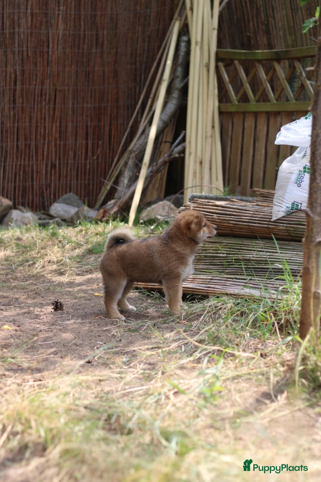 Shiba honden te koop: Shiba teefje met stamboom - Afbeelding 17