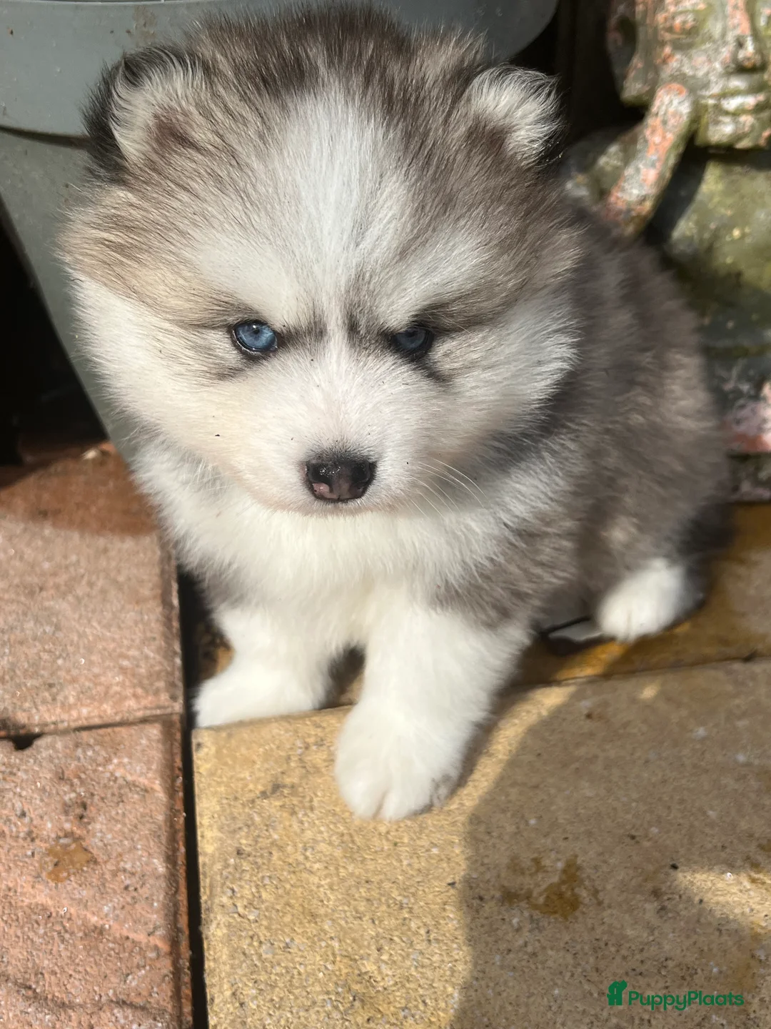 Pomsky honden te koop: Pomsky pups met blauwe ogen  - Advertentie 12