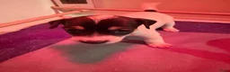 Jack Russel Terriër honden te koop: Schattige jack russels te koop  - Advertentie 5