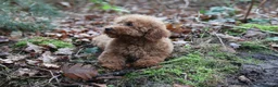 Poedel Toy honden te koop: 🐩 Coco, Nuno & Zizou – Klein maar Bijzonder! ❤️ - Advertentie 9