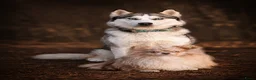 Pomsky honden te koop: Unieke Pomsky Pups - Advertentie 6