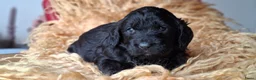 Kruising honden te koop: Labradoodle x Bloedhond / Zwitserse Senner pups - Advertentie 13