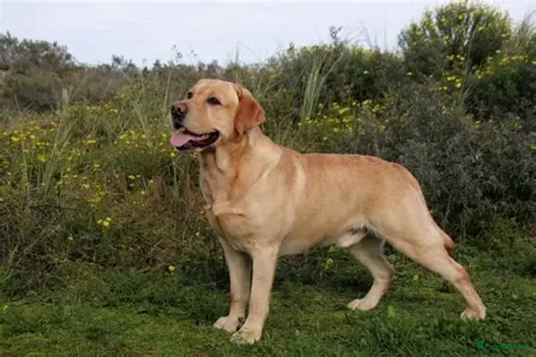 Galerij afbeelding {{count}}