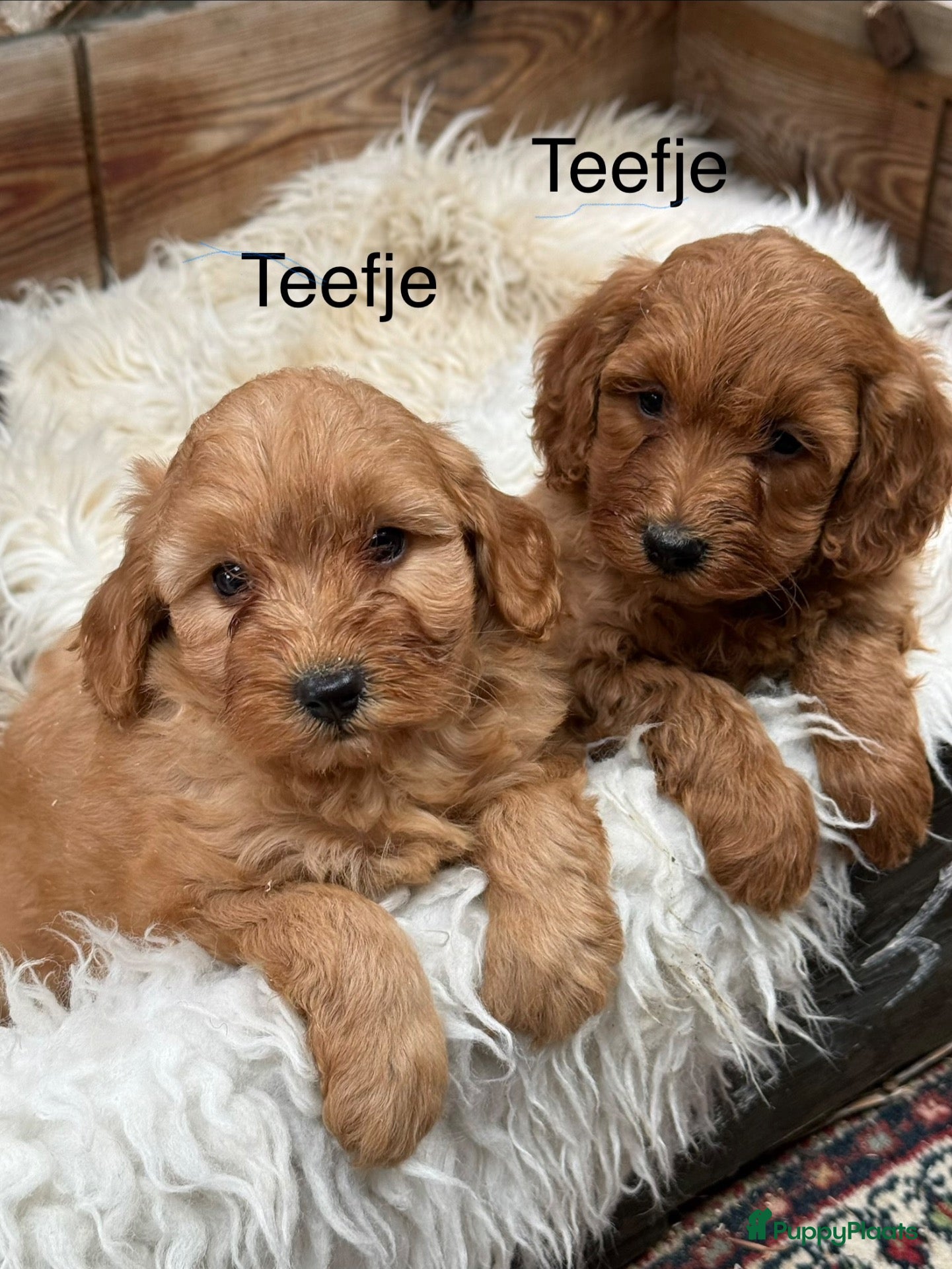 Labradoodle honden Labradoodle  - Advertentie 3