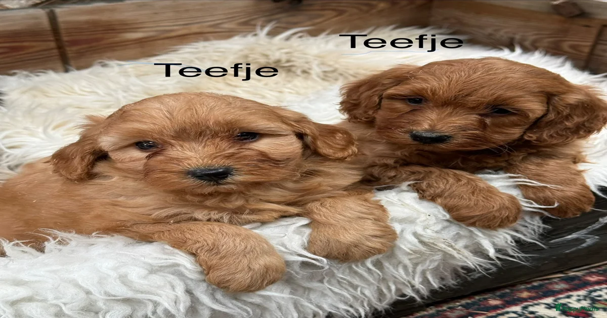 Labradoodle te koop in Vinkel | Puppyplaats