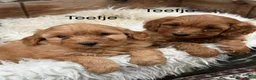 Labradoodle honden te koop: Labradoodle  - Advertentie 1