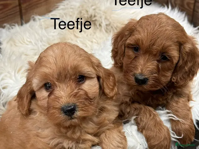 Labradoodle honden Labradoodle - Advertentie 1