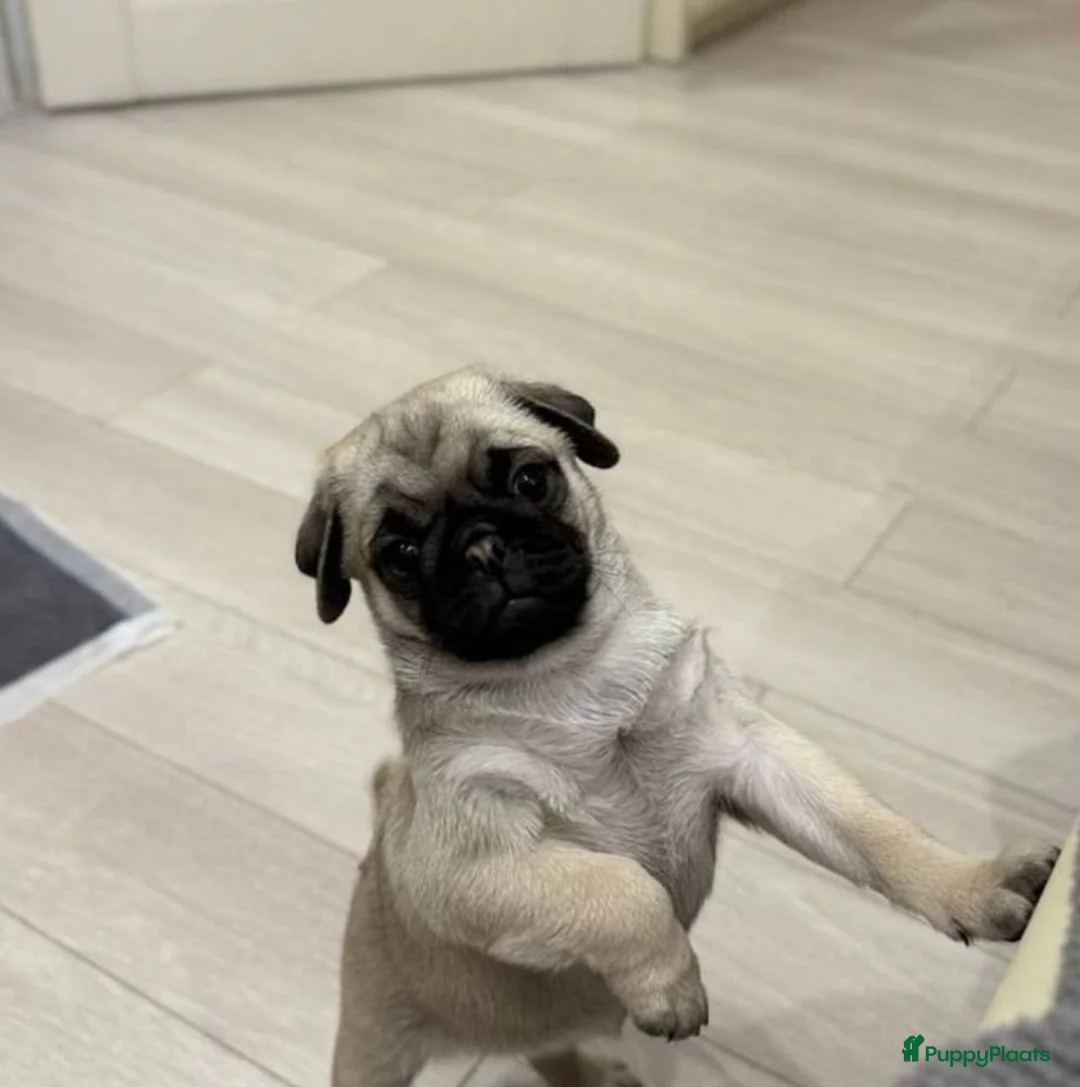 Mopshond honden te koop: Mopshond  puppy’s  in Maastricht - Advertentie 2