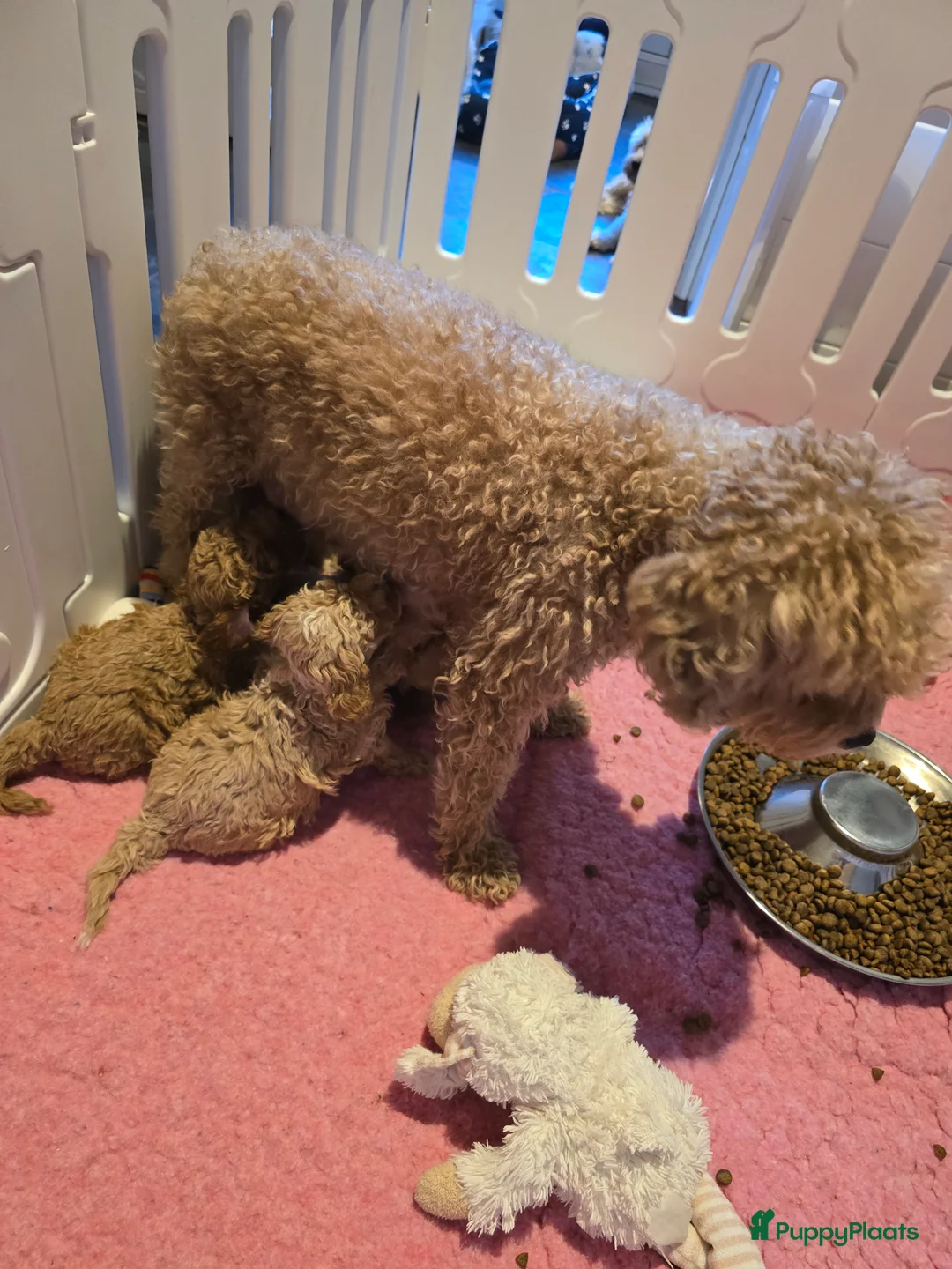 Maltipoo honden te koop: Mooie Maltipoo / toy poedel pup pups - Advertentie 1