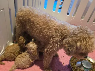 Maltipoo honden Mooie Maltipoo / toy poedel pup pups - Advertentie 1