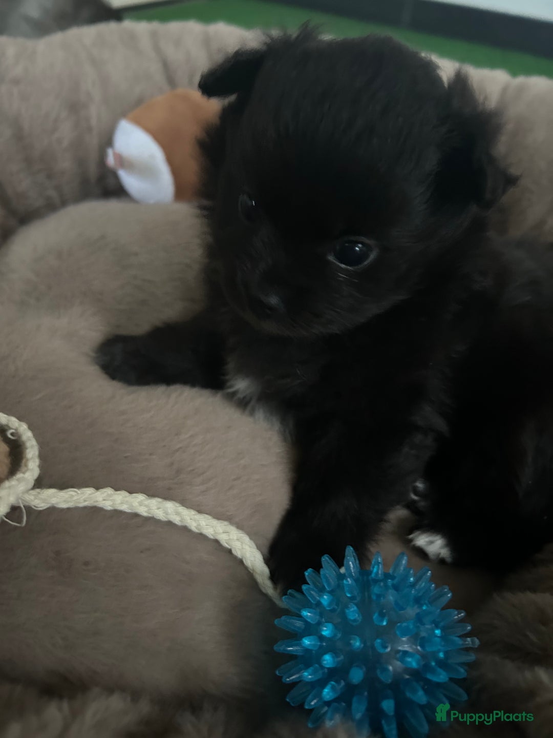 Pomchi honden te koop: Pomchi meisje - Advertentie 4