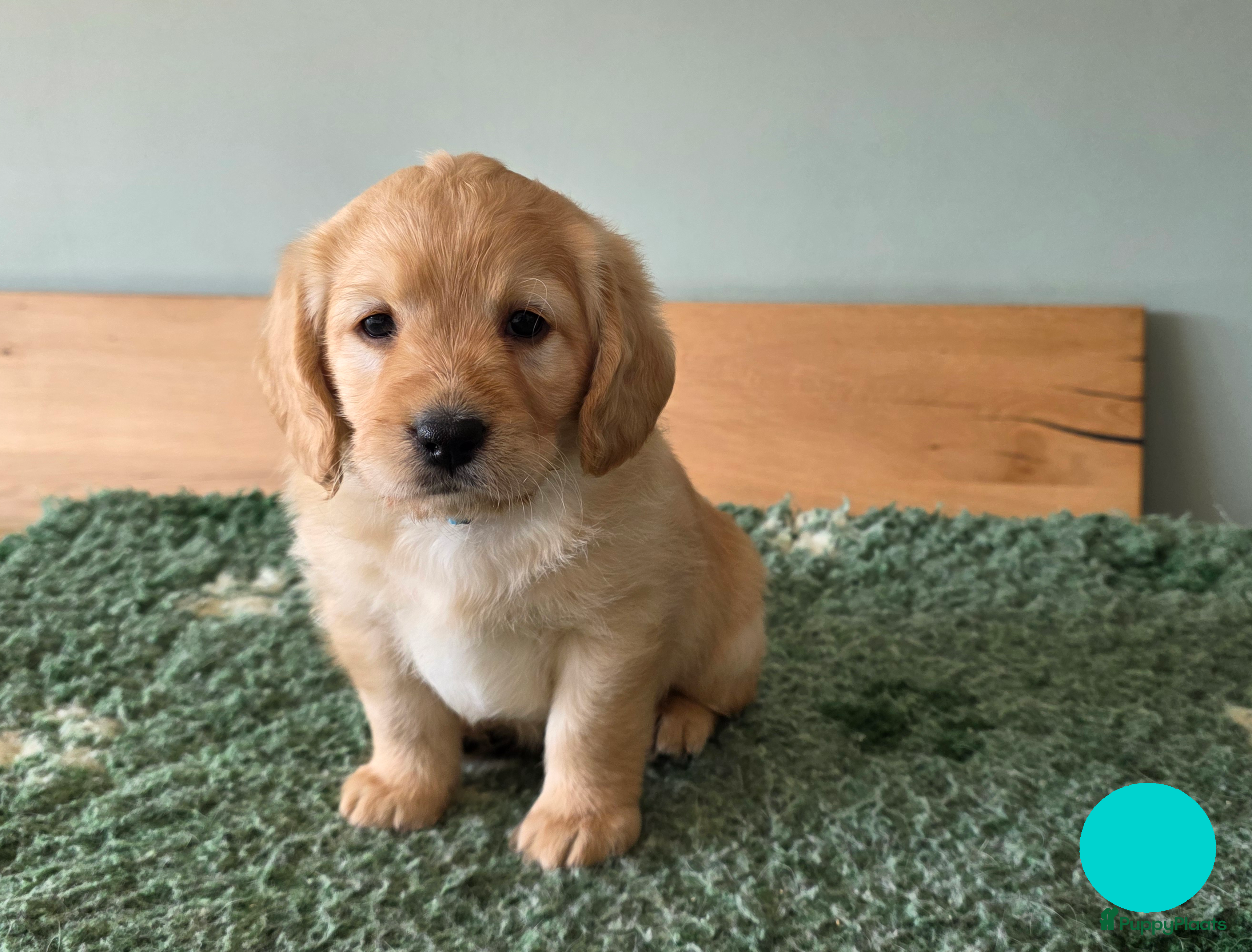 Labradoodle honden Prachtige  medium abricot labradoodles - Advertentie 2