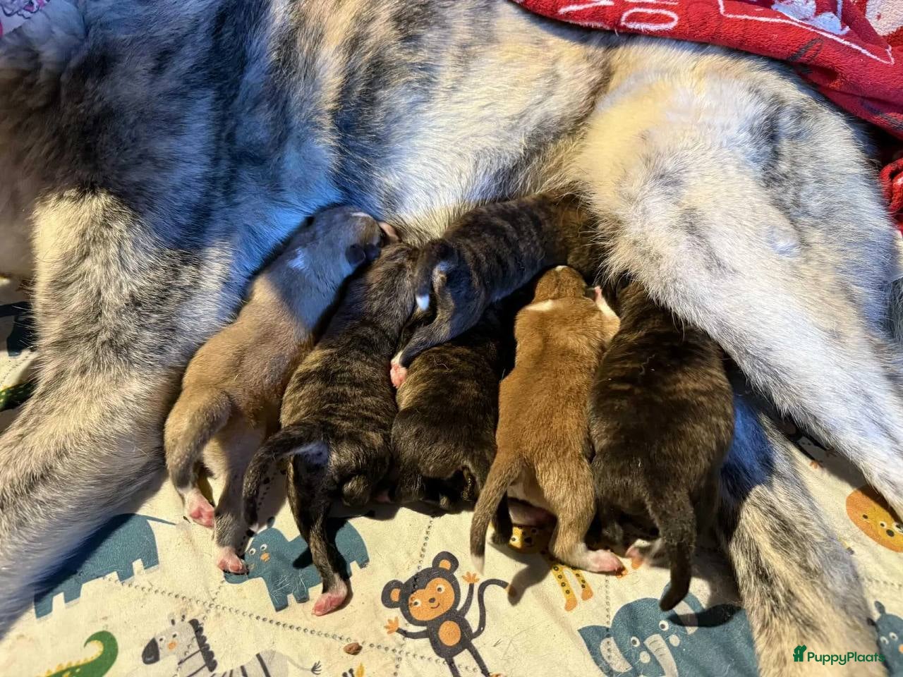 Akita honden Akita puppy’s - Advertentie 1