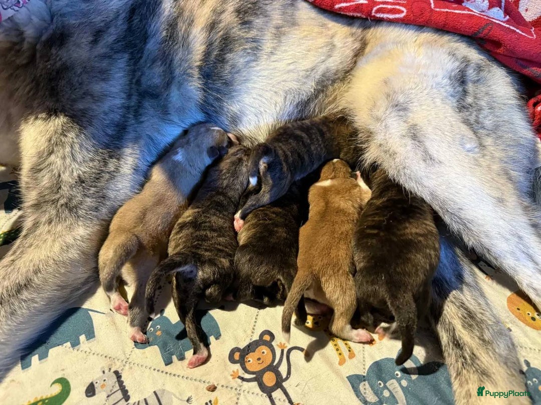 Akita honden te koop: Akita puppy’s - Advertentie 1