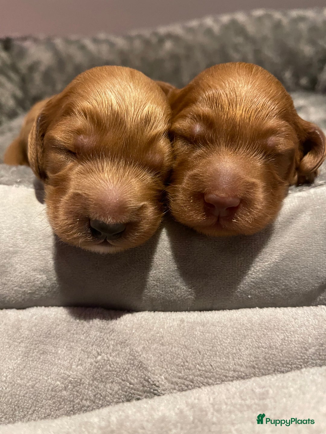 Australian Labradoodle honden te koop: Labradoodle puppy’s verwacht 🐶🐾 - Advertentie 7