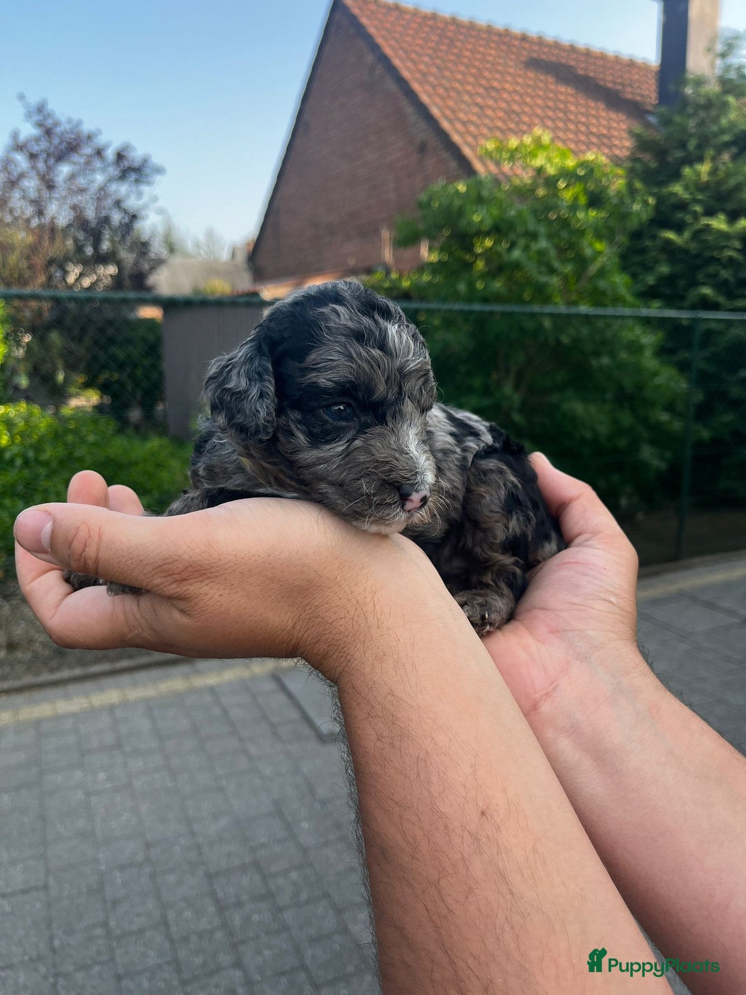Labradoodle honden te koop: Prachtige medium labradoodle pups - Afbeelding 8