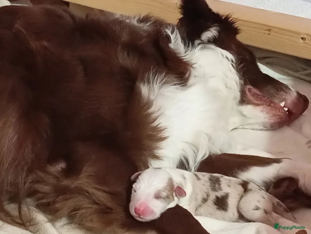 Australian Shepherd honden te koop: 10 prachtige Australische herder pups! - Advertentie 5