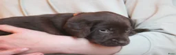 Labrador Retriever honden te koop: Prachtige chocoladebruine Labrador pups - Advertentie 9