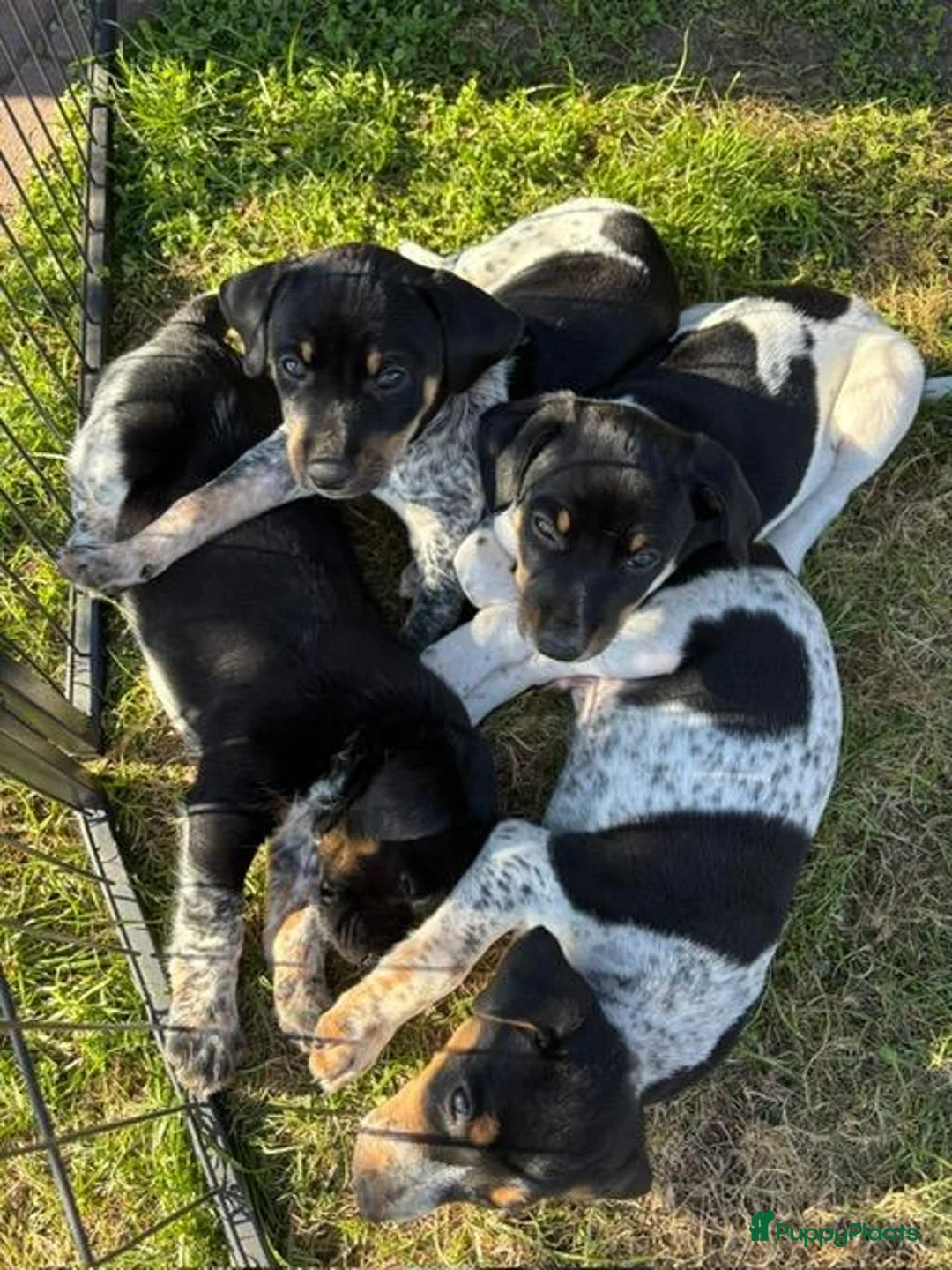 Boerenfox honden te koop: Boerenfox pups in Castelre - Advertentie 1