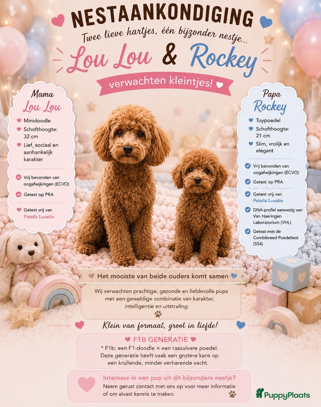 Labradoodle honden Inschrijving geopend!! Prachtige Toypoedels - Advertentie 8
