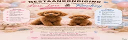 Labradoodle honden te koop: Inschrijving geopend!! Prachtige Toypoedels - Advertentie 1