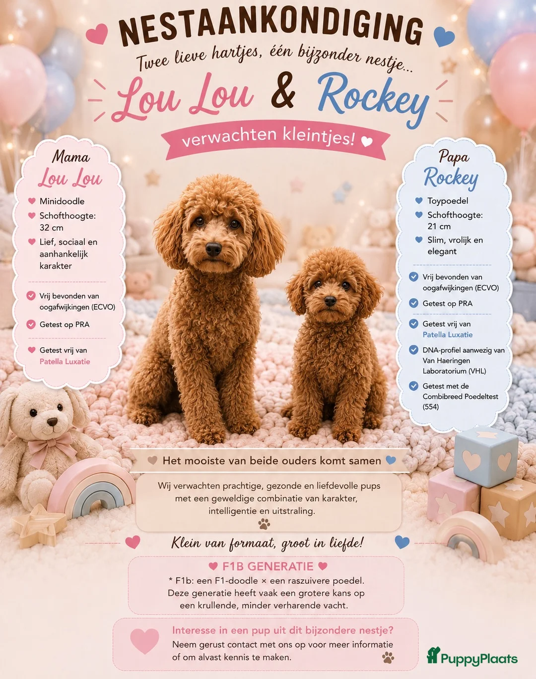 Labradoodle honden te koop: Inschrijving geopend!! Prachtige Toypoedels - Advertentie 1