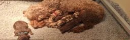 Kruising honden te koop: choco en merle poedeltjes - Advertentie 7
