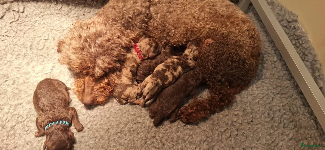 Kruising honden te koop: choco en merle poedeltjes - Advertentie 7