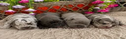 Franse Bulldog honden te koop: Franse Bulldog pups - Advertentie 13