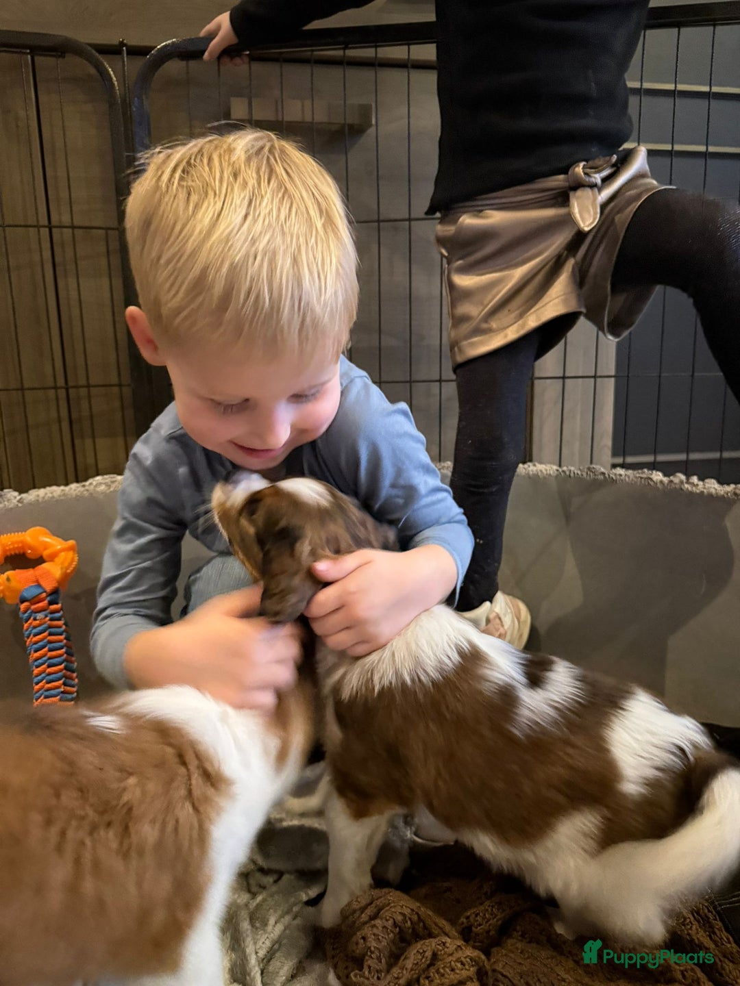 Kooikerhondje honden te koop: Schitterende kooikerhondje pups  - Advertentie 3