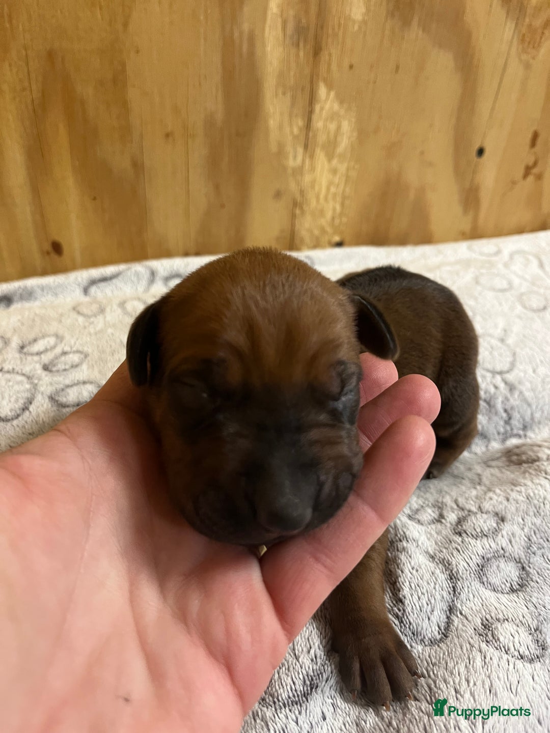 Rhodesian Ridgeback honden te koop: Rhodesian Ridgeback 7 reutjes geboren - Advertentie 14