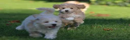 Maltipoo honden te koop: Knappe Maltipoo pups. - Advertentie 17