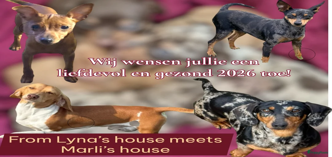 Galerij afbeelding {{count}}