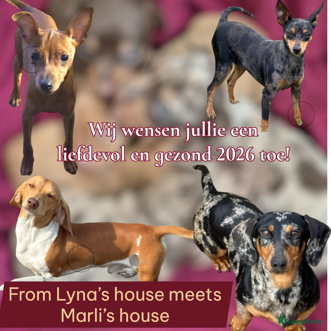 Galerij afbeelding {{count}}