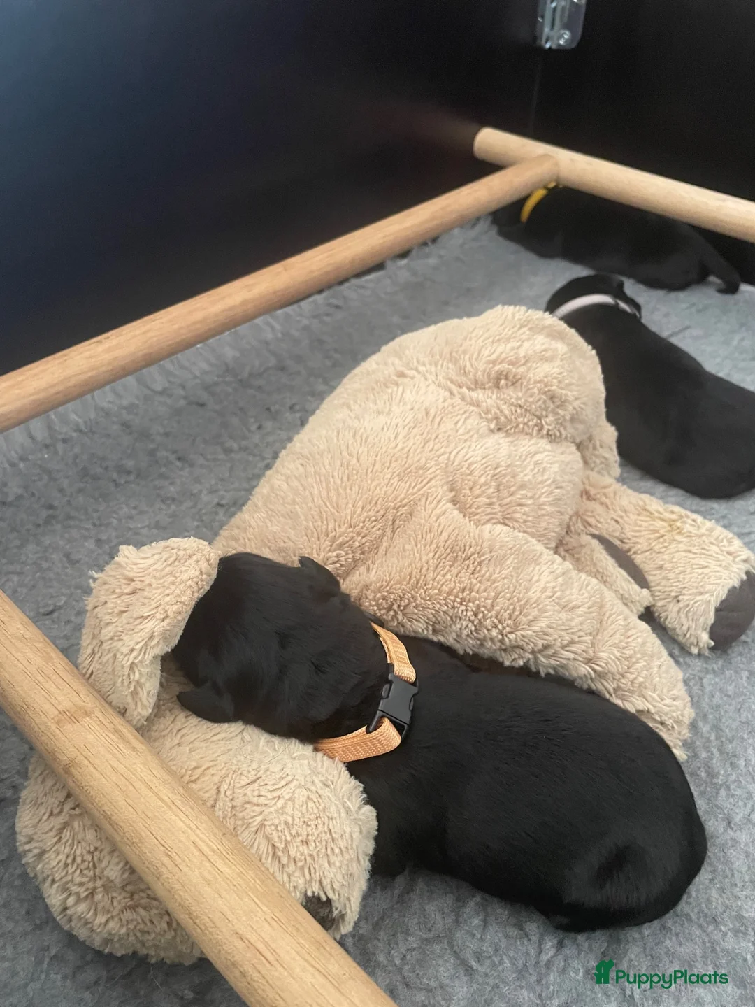 Labrador Retriever honden te koop: Fieldtrial labrador pups - Advertentie 1