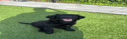 Kruising honden te koop: Kruising pups Doodle x Duitse stadoodle in Broeksterwald - Advertentie 7