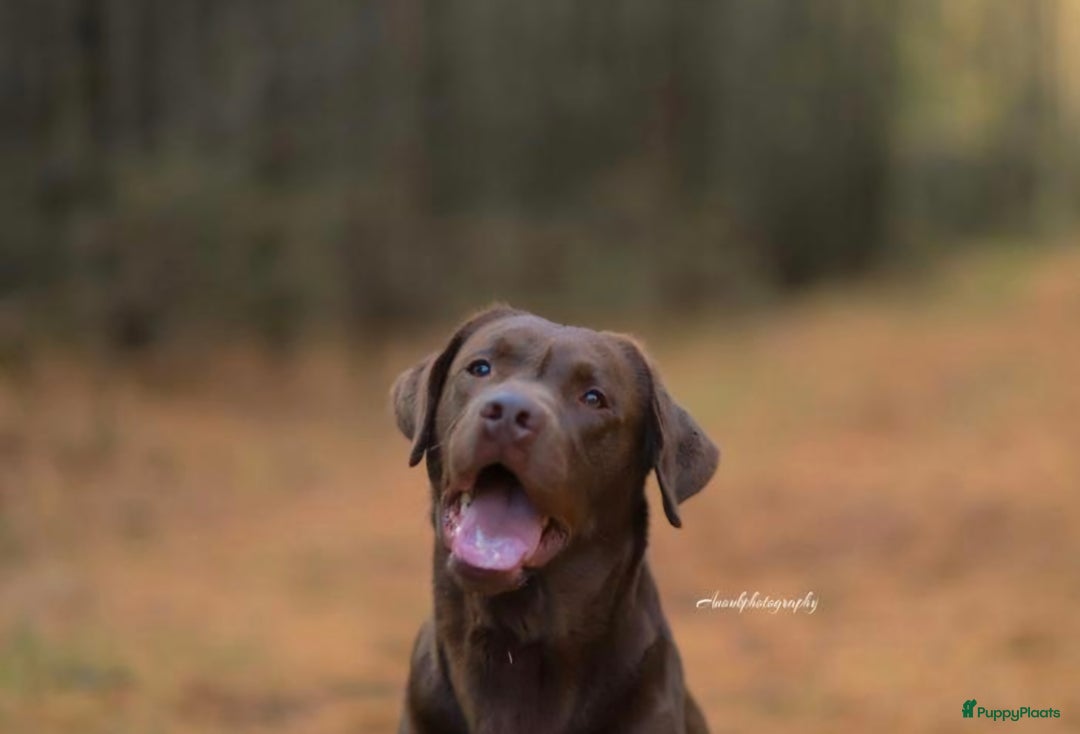 Labrador Retriever honden te koop: Chocolade bruine Labrador Pups - Advertentie 4