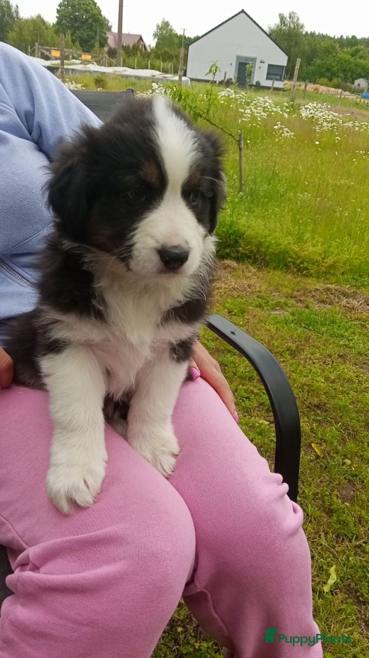 Australian Shepherd honden Australian Shepherd pup - Advertentie 8