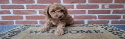 Dwergpoedel honden te koop: Lieve dwergpoedel-puppy's zoeken een warm thuis!  - Advertentie 14