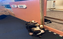 Berner Sennenhond honden te koop: Allerknapste Berner sennen pups (reutjes) in Woudenberg - Afbeelding 10