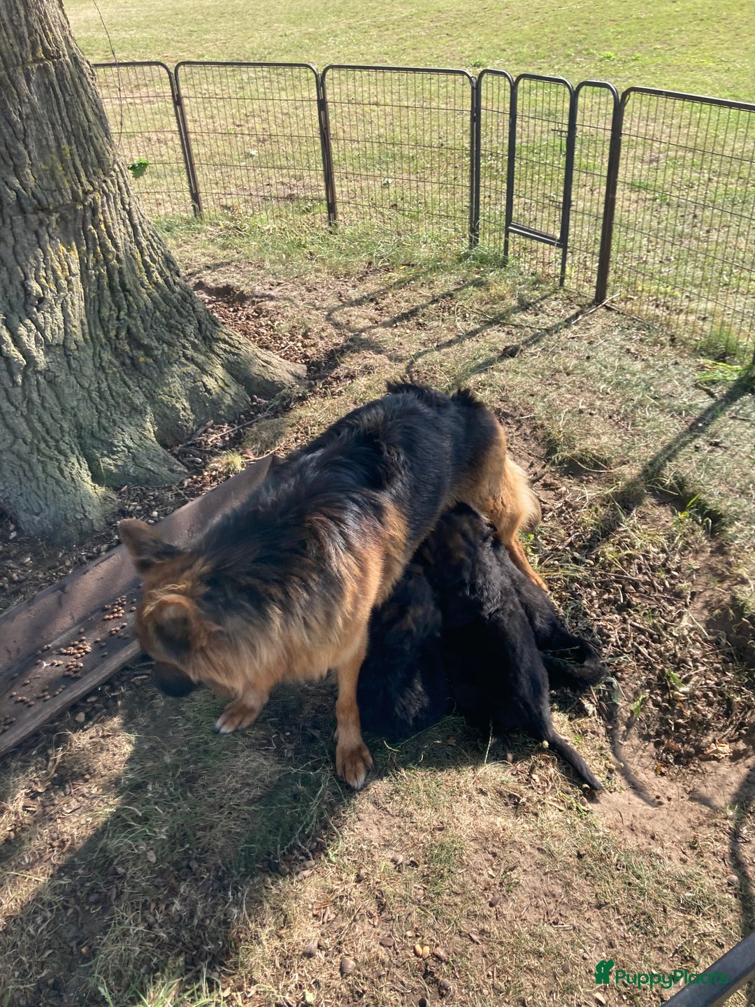 Duitse Herder honden te koop: Prachtige langharige Duitse herder met rechte rug - Afbeelding 13