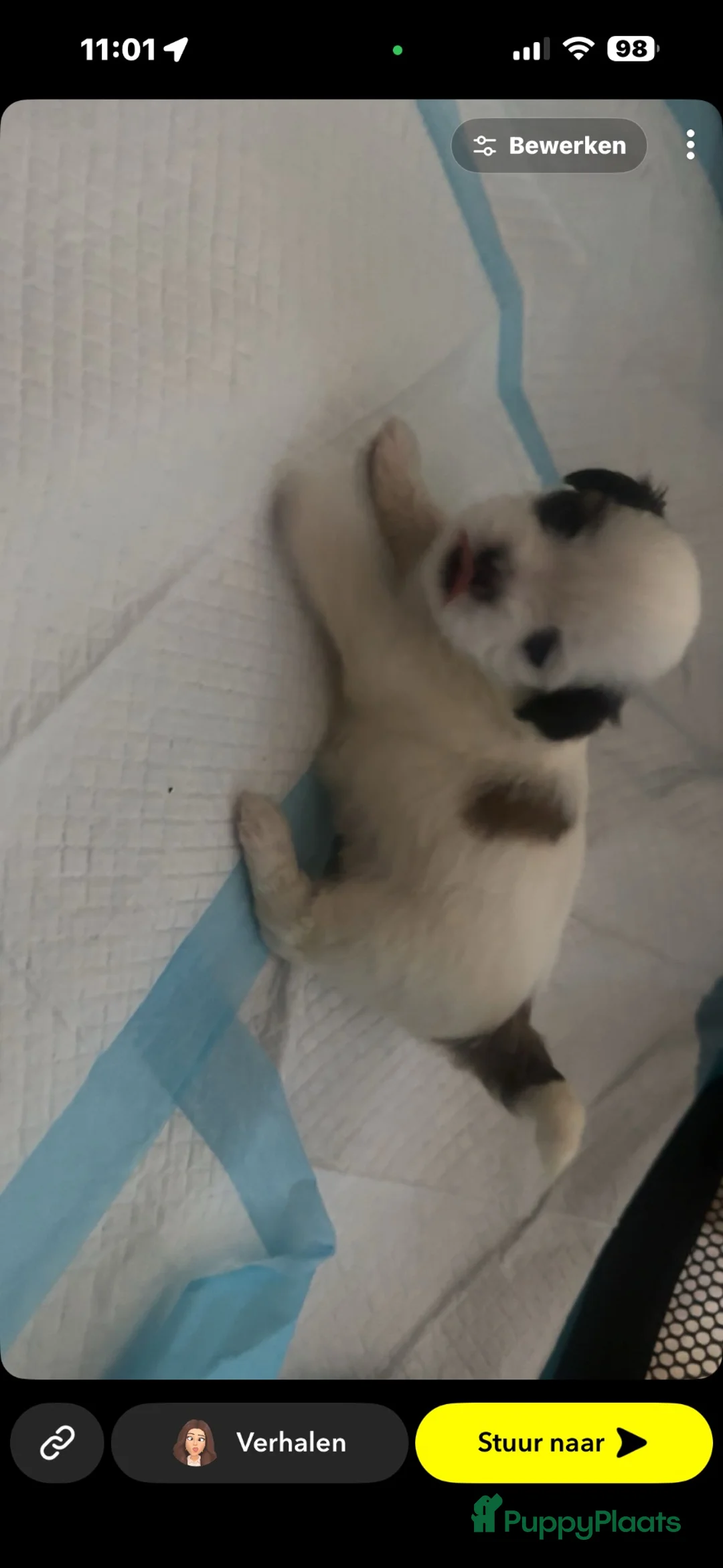 Malshi honden te koop: Puppy te koop  in Drunen - Advertentie 1