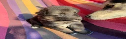 Kruising honden te koop: Gerberian shepsky’s pups - Advertentie 25