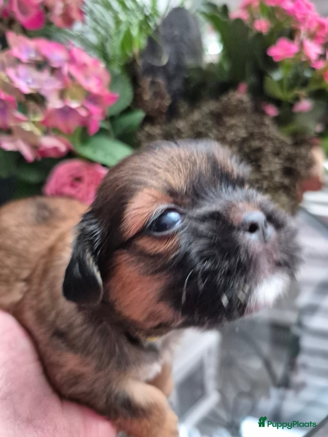 Shih Tzu honden te koop: Te koop  - Afbeelding 8