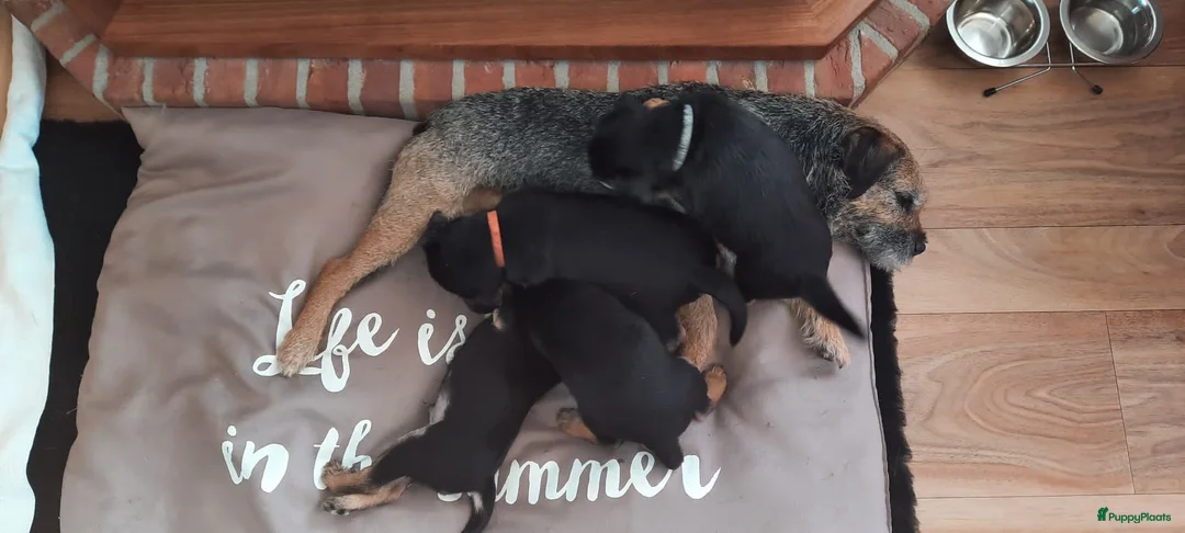 Border Terriër honden ter dekking: Border Terrier Dekreu!  06 41290018 in Losser - Advertentie 7