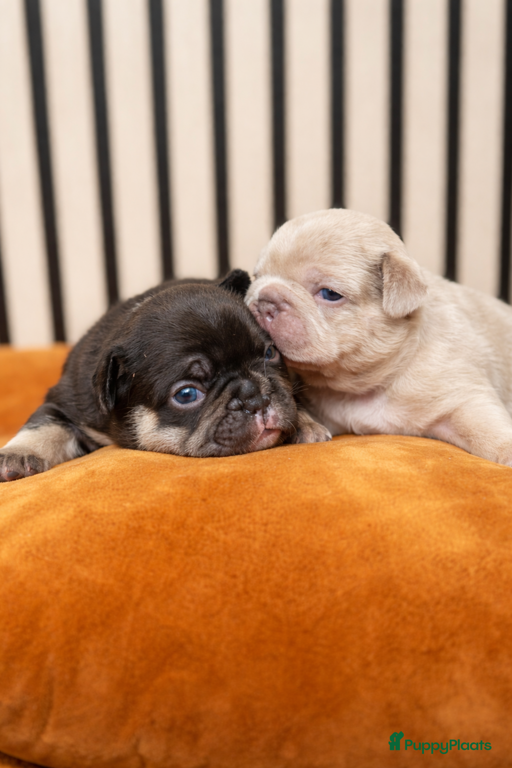 Franse Bulldog honden Franse Bulldog pups  - Advertentie 4