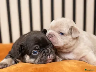 Franse Bulldog honden Franse Bulldog pups - Advertentie 4