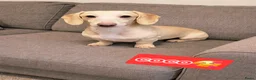 Teckel (korthaar)  honden te koop: Dwergteckel pup kortharig cream blond!!! - Advertentie 2